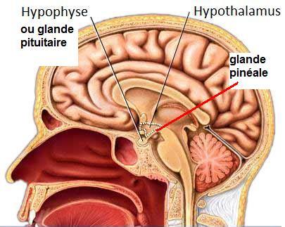 hypophyse